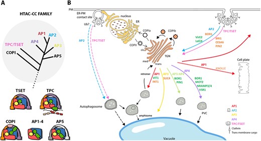 Trafficking complexes from the HTAC-CC family and some of their associated cargoes. (A) Schematic phylogenetic tree (upper) showing the common origin of the members of the HTAC-CC (grey circle) and schematic models of the different complexes and their subunits (lower). Subunits of the different complexes that are related to each other are depicted in a similar color. Lines represent flexible linkers between subunit domains. The dotted line refers to the connection with the other branches of the tree of life. The tree and the models are based on (Hirst et al., 2011; 2014; Yperman et al., 2021). (B) The localization where the different trafficking complexes AP1-4, COPI, COPII, TPC and retromer complex operate in plants is shown (arrows colored according to the complex involved). We highlight here the roles of the AP complexes in endomembrane trafficking using some selected cargoes. A more complete list of cargoes, although likely not exhaustive, is compiled in Table 1. Cargoes highlighted in dark green have been associated with an adaptor complex through a known recognition motif, while for those depicted in orange, the adaptor complexes are known, but the recognition motif has not yet been identified. The red arrow from the TGN to PM represents secretion in interphase cells. The recently identified autophagosomal degradation pathway from the ER–PM contact sites to the vacuole, is also depicted, although no cargoes for this pathway have been identified so far. The exact function of AP2 and TPC/TSET in this autophagosomal pathway remains to be discovered (dashed lines). Brown speckles in the nucleus represent nuclear pores. cis/med/trans, cis/medial/trans Golgi; PVC, prevacuolar compartment; CESA6, cellulose synthase A catalytic subunit 6; PIN1/2, Pin-formed 1/2.