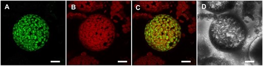 The NTT1 N-terminus targets yeast MAL to the chloroplast. Transient expression of the hybrid construct with C-terminally fused GFP in Arabidopsis protoplasts. The GFP fluorescence accumulates in close proximity to the chlorophyll autofluorescence, which is indicative for a stromal localization. (A) GFP fluorescence. (B) chlorophyll autofluorescence. (C) merge of A and B. (D) greyscale. Scale bars represent 10 µm.