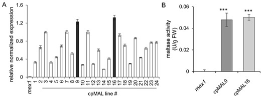 Identification of cpMAL expressing lines and determination of MAL activity. (A) cpMAL mRNA accumulation in mex1 (control) and 24 individual cpMAL expressing lines. (B) MAL activity in extracts prepared from mex1 and the cpMAL lines 9 and 16, respectively (given in units, U = 1 µmole/min). Three technical replicates were used for RT-qPCR; expression levels are given as ct-values normalized to the two chosen reference genes. Five biological replicates were used for the enzyme activity test. Standard errors are displayed and significance of differences between MAL activity in mex1 and in the two selected cpMAL lines were analyzed by student t test: ***P-value <0.001.