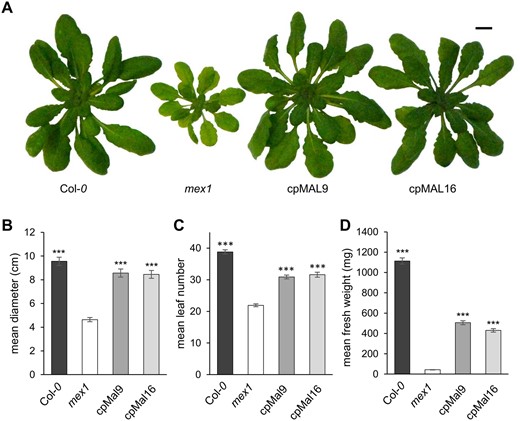 Plastidic MAL activity alleviates the dwarf phenotype of 4 weeks old mex1 mutants. (A) Rosette phenotype of representative WT (Col-0), mex1 and cpMAL overexpressor plants (cpMAL9 and cpMAL16). Mean rosette diameter (B), leaf number (C) and fresh weight (D) of 20 plants per line. Standard errors are given. Rosettes have been digitally extracted for comparison, scale bar represents 1 cm. Significance of differences between the growth of mex1 and the remaining plant lines was analyzed by Student t test: ***P-value <0.001.