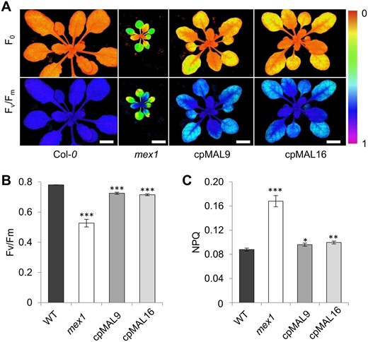 Plastidic MAL activity alleviates photosynthetic defects of the mex1 mutant. (A) representative images of minimum fluorescence (F0) and maximum quantum yield (Fv/Fm) of rosette leaves from Arabidopsis wild-type (Col-0), mex1, and cpMAL lines 9 and 16. (B) values of the photosynthetic parameter Fv/Fm. (C) values of the photosynthetic parameter non-photosynthetic quenching (NPQ). Plants were grown for 4 weeks under standard light intensity (125 µmol photons m−2s−1). Data represent the mean values of ten leaves from at least six biological replicates. Standard errors are given. Scale bars represent 1 cm. Statistical analysis of differences between wild-type and mutant levels was performed with one-tailed t test: *P ≤ 0.05; **P ≤ 0.01 and ***P ≤ 0.001.