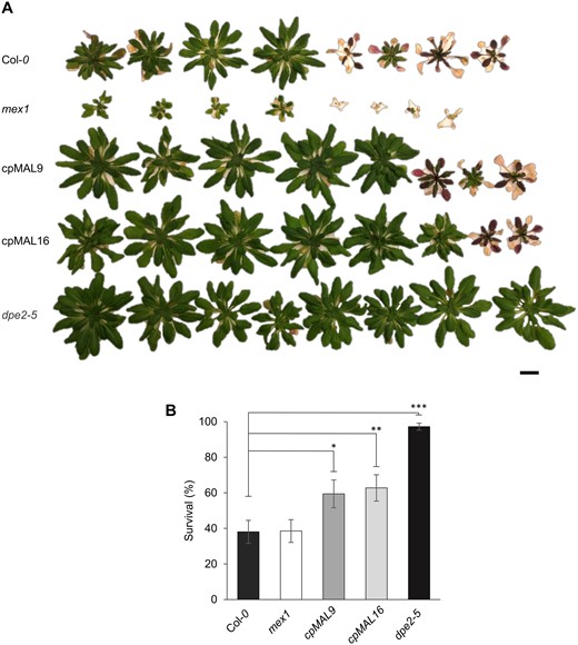 Analysis of the freezing tolerance of wild-type and mutant plants. (A) Representative picture of a set of wild-type and mutant plants after 3 weeks’ recovery from −10°C freezing. (B) quantification of the survival rate. Scale bar represents 1 cm. Statistics: n = 12 sets (of at least eight plants per line), data represent the mean ± SEM: *P ≤ 0.05; **P ≤ 0.01 and ***P ≤ 0.001, estimated by student’s t test.