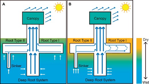 Hydraulic flows in P. tomentosa depending on soil water content (A wet in blue; B dry in yellow). Solid arrows indicate water transport, and dashed arrows indicate the circumferential water transport within the superficial roots limited to one horizontal soil layer when EDHR occurs (adapted from Liu et al., 2021).