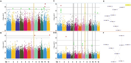 Genome wide association and post-GWAS results performed on the relative germination from indica subpopulation varieties from the 3,000 genomes panel. A, Manhattan plots of GWAS results for wet and (B) dry seasons. C, Manhattan plots of MAGMA analyses performed on the relative germination and the SNP-to-Gene genomic data (35,280 genes) for the wet season, and (D) the dry season. E, Subnetworks with the highest score from the top 100 modules created by using dense module network search (dmGWAS) in R for wet season and (F) dry season. In GWAS Manhattan plots, each dot is a single nucleotide polymorphism, while in MAGMA Manhattan plots each dot is a gene. The horizontal lines in a and b are the thresholds for significant –log10(P-value/Number of markers). Bold line: −log10(0.01/Number of markers) and dashed line: −log10(0.05/Number of markers). The horizontal lines in c and d are the thresholds for significant –log10(P-value*). Bold line: −log10(1e-7) and dashed line: −log10(1e-5). SNPs within a chromosome are colored as follows: chromosome 1-blue, 2-yellow, 3-purple, 4-darkgreen, 5-fuscia, 6-orange, 7-pink, 8-bluegreen, 9-brown, 10-lightgreen, 11-blue, and 12-yellow. In yellow box, chromosome region of interest and gene of interest within region. *P-values were corrected for multiple testing using permutation in MAGMA.