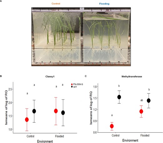 Phenotyping set-up and gene expression of FN-559-S and WT under control and flooding conditions. A, Pictures of experimental set-up used for plants under control and flooding treatments at Day 14 after planting. B, Log10 relative gene expression of CLASSY1 gene in FN-559-S (red) and WT (black) at Day 14 in control and flooding environment. C, Log10 relative gene expression of methyl transferase gene in FN-559-S (red) and WT (black) at Day 14 after planting in control and flooding environment. In (B) and (C), Tukey–honestly significant difference test results with P < 0.05 are shown by letters above means. Bars represent standard errors.