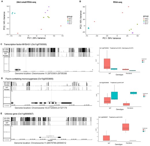 Profiles of 24nt-siRNA and RNA levels in leaves from WT and FN-559-S under control and flooded treatments. A, Principal components 24nt-siRNA-seq of rlog transformed counts from normalized counts. B, Principal component analysis of RNA-seq of rlog transformed counts from normalized counts. Point colors are salmon: WT–control, green: WT-flooded, blue: FN-559-S-control and purple: FN-559-S-flooded. Normalized counts were obtained after calculating dispersion coefficients and size factors on each library using DESeq. Profiles of DML methylation, a nearly significantly differential expressed 24nt-siRNA cluster and significantly differentially expressed genes. C, Os11g0700500, (D) Os10g0553800, (E) Os11g0698567. In each panel: on the right are methylation profiles of DML from leaves of FN-559-S (black bars) and WT (gray bars) under flooded environment. On the left, gene expression profiles from leaves of FN-559-S and WT under flooded and control environment. Genome annotation is RAP-DB 2011 version. Counts from rlog transformed count data from additive model. Error bars show the standard error. Blue indicates flooded treatment and salmon indicates control treatment. Normalized counts were obtained after calculating dispersion coefficients and size factors for each library using DESeq. Wald-P-value was calculated using DESeq additive model of RNA count levels.