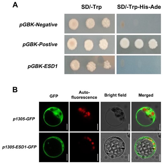 Protein subcellular localization of ESD1. A, Verification of ESD1 transcription activation; SD/-Trp, Tryptophan single-deficient medium; SD/-Trp-His-Ade, Tryptophan, Histidine, and Adenine triple-deficient medium; pGBK-Negative, negative control; pGBK-Postive, positive control. B, Subcellular localization of ESD1 in rice protoplasts; p1305-GFP, the GFP individual expression; p1305-ESD1-GFP, the ESD1 and GFP fusion expression; Bars = 5 μm.