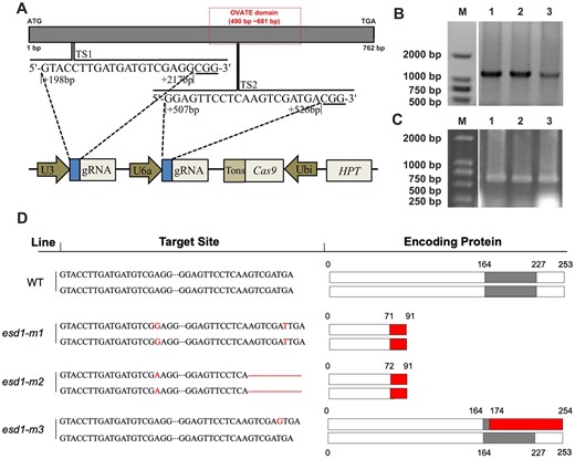 TSs and types of mutations. A, Two TSs, TS1 and TS2, and information on CRISPR/Cas9 recombinant vector element. B, Screening of transgenic plants that integrate gene-edited-related sequence of the recombinant vector into the 9522 genome by PCR. C, Amplification of the TS1 and TS2 sequences of transgenic plants by PCR. D, ESD1’s mutation types and translated protein residues. The gray box represents the OVATE domain, the red box represents the new amino acid sequence.