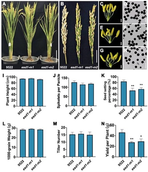 Phenotype identification of esd1 mutants. A, Plant morphology of esd1 mutants; Bar = 20 cm. B, Panicle types of esd1 mutants; Bar = 4 cm. C, Anthers of 9522; Bar = 600 μm. D, Microscopy of 9522 pollen grains; Bar = 100 μm. E, Anthers of esd1-m1; Bar = 600 μm. F, Microscopy of esd1-m1 pollen grains; Bar = 100 μm. G, Anthers of esd1-m2; Bar = 600 μm. H, Microscopy of esd1-m2 pollen grains; Bar = 100 μm. I, Plant height of esd1 mutants. J, Spikelets per panicle of esd1 mutants. K, Seed setting rate of esd1 mutants. L, 1,000-grain weight of esd1 mutants. M, Tiller number of esd1 mutants. N, Yield per plant of esd1 mutants. Error bars indicate sd (n = 15); Asterisks indicate significant difference by Student’s t test (*P < 0.05 and **P < 0.01).