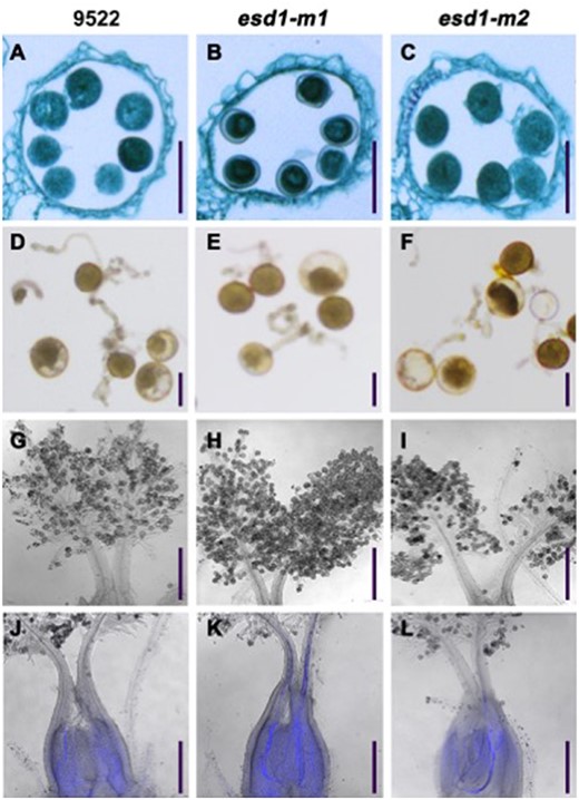 Microscopy of pollen grains and pollen tubes of esd1 mutants. A–C, Anther paraffin sections of 9522, esd1-m1, and esd1-m2; Bars = 50 μm. D–F, Pollen grain germinations in vitro of 9522, esd1-m1, and esd1-m2; Bars = 30 μm. G–I, Pollen grains of 9522, esd1-m1, and esd1-m2 attached to the stigmas; Bars = 200 μm. J–L, Pollen tube growth of 9522, esd1-m1, and esd1-m2 (bright field microscopy + fluorescence microscopy); Bars = 250 μm.