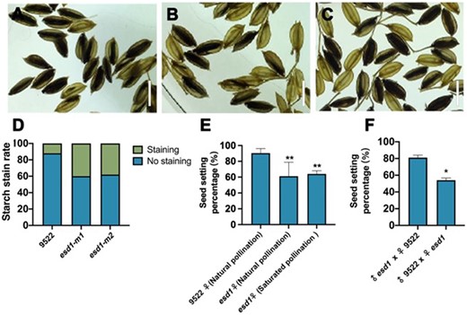 Fertilization and hybridization detection of esd1 mutants. A–C, Embryo sac fertilization results of 9522, esd1-m1, and esd1-m2; Bars = 7 mm. D, Starch stain rate of 9522, esd1-m1, and esd1-m2. E, Natural pollination of esd1 mutants and saturation pollination of esd1 mutants with 9522 pollens; Error bars indicate sd (n = 7). F, Reciprocal crosses between 9522 and esd1-m1; Error bars indicate sd (n = 3). Asterisks indicate significant difference by Student’s t test (*P < 0.05 and **P < 0.01).