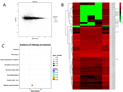 Transcriptome analysis of ESD1. A, Differential expression volcano map. B, DEG cluster map. C, Scatter plot of enrichment of DEG KEGG pathway.