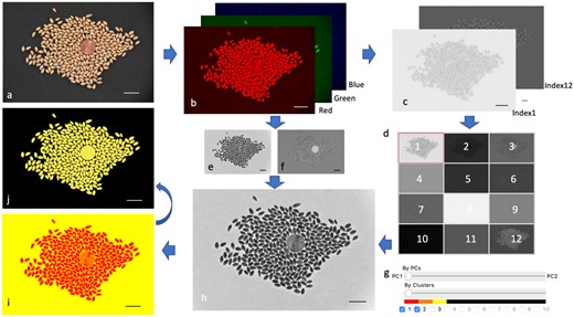 Selection on POI using PCAs and K-Means. GridFree inputs are RGB images (A). GridFree automatically separates the three RGB channels (B), computes 12 color indices and implement PCA on the three RGB channels and the 12 color indices separately (C). GridFree convert pixels PC values into gray image (ranges 0–255) The 12 color indices PC images are displayed as thumbnail buttons for selection (D). PC1 (E) and PC2 (F) of RGB channels can be displayed using the sliding bar (G). RGB PCs can be combined with the 12 color indices PCs using the weight controlled by the sliding bar. The combined PC is instantly displayed (H). Cluster analysis (I) is controlled by sliding bar (G) for number of K-Means clusters. The final selection of POI (J) is controlled by checkboxes (G). Scale bars in (A)–(H) are 20 mm.
