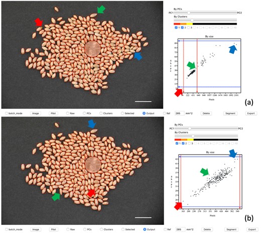 Interactive segmentation demonstration on GridFree’s GUI. The left side of the user interface displays the image outputs of segmentations. The top image (A) is the result of an initial default segmentation. The blue and green arrows point to the greatest diagonal size of adjacent wheat seeds and that of single wheat seeds, respectively. The red arrow indicates the wheat seed with the smallest area. In scatter plot (A), users move the red and blue bars, through a click-and-drag motion with the mouse, to the locations where blue and green arrows point to set thresholds for further segmentation. The bottom image (B) is the result of the segmentation after setting the threshold guidance. Plot (B) displays a good relationship between the wheat seed areas and their diagonal sizes. The blue, green, and red arrows point to the biggest-, medium-, and smallest-sized wheat seeds in the segmentation output. The adjacent kernels in the display image (A) have been segmented individually in display image (B). Scale bars in (A) and (B) are 20 mm.