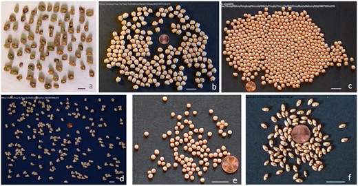 Segmentation of grain images by GridFree for multiple species. The segmentations are displayed as the frames of segmentation, the ordered numbers, and the size of segments in the aspect of length and width. The species include alfalfa (A), chickpea (B), soybean (C), corn (D), lentil (E), and wheat (F). The background colors were varied, such as white (A) and black (C). Each image contains a coin (US penny) as the reference. Scale bar in (A) is 2.37 mm; scale bars in (B–F) are 20 mm.