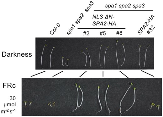 Deletion of the SPA2 N-terminus prevents de-etiolation in light-grown seedlings. While expressing a full-length SPA2 protein in a spa1 spa2 spa3 triple mutant background does not alter the seedlings’ light response, an SPA2 protein lacking the protein’s N-terminus (NLS-ΔN-SPA2) prevents de-etiolation in far-red light (FRc).
