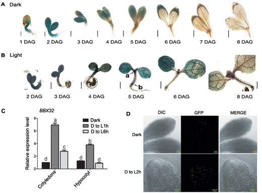 Spatio-temporal expression of BBX32 in seedlings grown in dark, light, and upon transfer from dark to light. A, B, Tissue-specific transcriptional expression pattern of BBX32 in initial days of seedling development from Day 1 to Day 8 after germination using ProBBX32:GUS line in Col-0 background. The seedlings were grown in dark (A) and under white light at the fluence of 80 μmol m−2 s−1 (long day, 16 h/8 h) (B). a and b denote SAM and root–shoot junction, respectively. Scale bar indicates 200 μm. C, Relative expression level of BBX32 in cotyledons and hypocotyl of seedlings grown in dark (D) for 3 d and then shifted to light (L; 80 μmol m−2 s−1) for 1 h (D to L 1 h) and 6 h (D to L6h). n = 2, error bar indicates sem and letters denote statistical groups (P < 0.01) as determined by two-way ANOVA followed by Tukey’s post hoc test. UBQ10 was used for normalization. D, Sub-cellular localization of BBX32 in cotyledons of 35S:BBX32-GFP seedlings. The seedlings were grown for 4 d in dark and shifted to white light of 180 μmol m−2 s−1 fluence for 2 h (D to L 2 h). Scale bar denotes 50 μm.