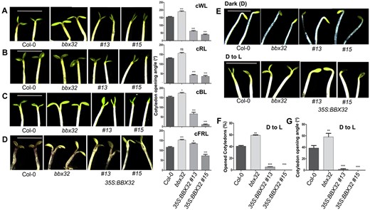 BBX32 inhibits light-mediated cotyledon opening. A–D, Representative images of cotyledon opening response and the corresponding cotyledon opening angles of Col-0, bbx32, 35S:BBX32 #13, and 35S:BBX32 #15 seedlings grown under low fluence continuous white (cWL), red (cRL), blue (cBL), far-red light (cFRL) respectively. The seedlings were grown in 4 μmol m−2 s−1 cWL for 4 d, 4 μmol m−2 s−1 cRL for 4 d, 4 μmol m−2 s−1 cBL for 6 d, and 2 μmol m−2 s−1 cFRL for 5 d. E, Representative images of cotyledon opening phenotype of the indicated genotypes grown in dark (D) and moved from dark to light (D to L) condition. The seedlings were grown in dark for 4 d and shifted to light (45 μmol m−2 s−1) for 8 h before capturing the images. A–E, Representative seedling images of each genotype were spliced together to prepare the composite image for comparison purpose. F, G, Graphical representation of percentage (%) of open cotyledons and the angle of cotyledon separation in indicated genotypes grown in dark for 4 d and shifted to light corresponding to (E). The scale bar represents 2.5 mm, n = 3. The error bars represent sem. Asterisks represent statistically significant differences (***P < 0.001, **P < 0.01, *P < 0.05) as determined by one-way ANOVA followed by Dunnett’s test; ns, non-significant.