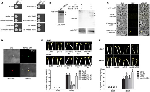 PIF3 interacts with BBX32 and 35S:PIF3 is hyposensitive to BRZ-induced cotyledon opening in dark. A, Yeast two-hybrid assay showing the interaction of BBX32 with PIF3. The PIF genes PIF1, PIF3, PIF4, and PIF5 are in AD—activation domain containing vector, and BBX32 is in BD—binding domain containing vector. DDO indicates double-dropout medium without leucine and tryptophan. TDO indicates triple-dropout medium without leucine, tryptophan, and histidine. B, In vitro pull-down assay showing the interaction between BBX32 and PIF3. BBX32 fused to GST and PIF3 fused to His-TF were purified along with empty GST. His-TF-PIF3 was used as prey protein and incubated with GST (29 kDa) or GST-BBX32 (50 kDa). Input is 20% of the purified prey protein used in the assay. Anti-GST and anti-His antibodies were used to detect the respective proteins. Asterisk denotes His-TF-PIF3 band, hash indicates additional non-specific band. C, BiFC assay showing the interaction between BBX32 and PIF3, Agrobacterium transformed with N-terminal YFP fused BBX32 and the C-terminal YFP fused PIF3 were infiltrated into N. benthamiana leaves along with empty vector controls in mentioned combinations. The infiltrated plants were incubated in dark for 36 h before capturing the images under confocal microscope. Scale bar indicates 50 µm. D, Colocalization of BBX32 and PIF3 in the nucleus of N. benthamiana leaf epidermal cells. BBX32-GFP and RFP-PIF3 constructs were transformed into Agrobacterium and infiltrated together into 3-week-old leaves and after 2 d, images were captured. The scale bar measures 50 µm. E, Representative images demonstrating cotyledon opening response and the corresponding cotyledon opening angle of dark-grown seedlings of Col-0, pif3-3, 35S:PIF3 #1, 35S:PIF3 #2, and 35S:PIF5 #1 upon BRZ treatment. The seedlings were grown on MS plates with 1.5% sucrose at 2 µM concentrations of BRZ in dark for 7 d (+BRZ). The plate without BRZ was used as control (−BRZ). Scale bar = 2.5 mm. F, Representative images of seedlings of indicated genotypes grown in dark with or without BRZ and their corresponding cotyledon opening angles. The seedlings of Col-0, bbx32, pif3-3, and bbx32pif3-3 were grown in dark with 0 µM (−BRZ) and 2 µM of brassinazole (+BRZ) for 7 d. E, F, Representative seedling images of each genotype were spliced together to prepare the composite image for comparison purpose. In (E) and (F) the measures of cotyledon opening angles given are the mean of 30 seedlings. Error bar = sem. Letters denote the statistical groups obtained using two-way ANOVA and Tukey’s post hoc test (P <0.05).