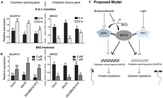 BBX32 regulates the expression of genes involved in opening and closing of cotyledons. A, B, RT-qPCR data showing relative expression levels of the genes regulating cotyledon opening during dark to light (D to L) transition (A) or upon BRZ treatment (B). A, The expression levels of indicated genes in the cotyledons of Col-0, bbx32, and 35S:BBX32 #15 seedlings grown in dark for 3 d and shifted to (80 µmol m−2 s−1) white light for 6 h before harvesting the samples. SAUR14 promotes cotyledon opening and WAG2 inhibits cotyledon opening. B, The relative transcript levels of SAUR14 and WAG2 in detached cotyledons of 5-d-old bbx32 and 35S:BBX32 #15 compared to Col-0 grown in darkness upon 0 µM or 1 µM BRZ treatment. In both (A) and (B), n = 2, error bar = sem. Letters denote the statistically significant groups determined by two-way ANOVA followed by Tukey’s post hoc test (P <0.01). UBQ10 was used for normalization. C, The proposed model to explain the molecular mechanism of BBX32 integrating light and BR signaling pathways to regulate the opening and closing of cotyledons. In dark, BR activates the BBX32 expression in cotyledons. BZR1 can modulate the BBX32 expression and BBX32 physically interacts with BZR1. BBX32 and BZR1 regulate common target genes that promote cotyledon closure like WAG2. BBX32 also interacts with PIF3 and in darkness the two proteins co-repress genes like SAUR14 that promote cotyledon unfolding. Light inhibits PIF3 to activate cotyledon opening genes. The black lines indicate connections identified in this study, whereas the grey lines represent previously published pathways. Here, the lines with arrowheads indicate activation, while lines with inverted T represent inhibition. Double-headed arrows indicate interaction between proteins.