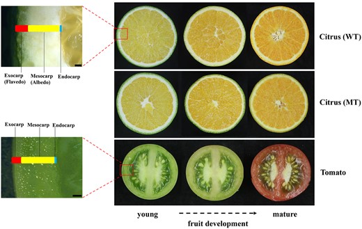 Anatomical differences between tomato and citrus. Right: Horizontal cross-sectioned fruits from “Lane Late” Navel Orange (WT), “Zong Cheng” (MT), and tomato at various developmental stages from young to mature. Left: Close-up of stereomicroscopy images showing pericarp of citrus and tomato for which exocarp, mesocarp, and endocarp layers are indicated. Bar = 1,000 μm.