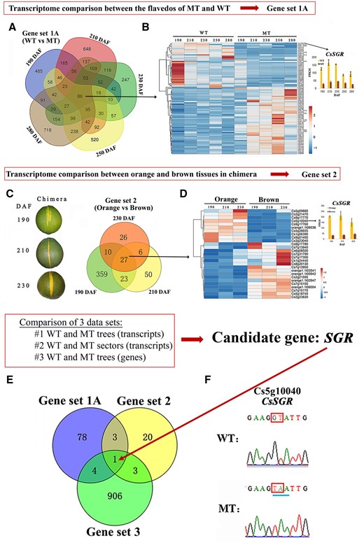 Multi-omics comparison of WT and MT. A, Venn diagram representation of the number of DEGs between WT and MT at five developmental stages (190–280 DAF). B, Left: Hierarchical cluster and heat map analysis illustrates expression profiles of the 86 genes that are differentially expressed at all stages as shown in (A); right: Fragments per kilobase million (FPKM) of the candidate gene CsSGR. Results are means ± sd from three biological replicates. The color bar indicates the expression levels (represented as FPKM means); red indicates high expression level; and blue indicates low expression level. C, Left: Phenotype of chimeras at three developmental stages from which orange and brown tissues were sampled for RNA-seq analysis; right: Venn diagram representing genes that are differentially expressed between orange and brown sectors at each of the three developmental stages (190, 210, and 230 DAF). D, Left: Hierarchical clustering and heat map analysis illustrating the expression profiles of the 27 genes that are differentially expressed at all developmental stages as shown in (C); right: FPKM of the candidate gene CsSGR. Results are means ± sd from three biological replicates. The color bar indicates the expression levels (represented as FPKM means); red indicates high expression level; and blue indicates low expression level. E, Venn diagram representing genes shared among Gene sets 1A, 2, and 3. F, Sections of sequencing chromatograms. The two mutations and stop codons in MT are indicated with red frames and a blue line, respectively.