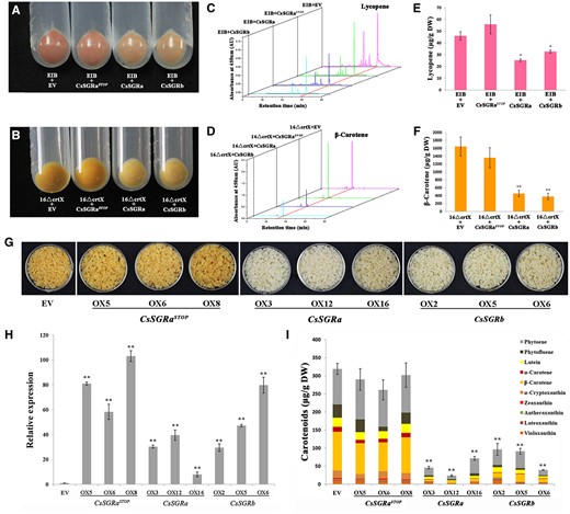 Functional analysis of CsSGRa, CsSGRb, and CsSGRaSTOP in E. coli and transgenic citrus callus. Escherichia coli transformants harboring pACCRT-EIB for lycopene biosynthesis and pACCAR16ΔcrtX for β-carotene synthesis were co-transformed with pGEX-6p-1-EV, CsSGRa, CsSGRb, or CsSGRaSTOP. A, Escherichia coli transformants harboring plasmids pACCRT-EIB and expressing EV, CsSGRa, CsSGRb, or CsSGRaSTOP. B, Escherichia coli transformants harboring pACCAR16ΔcrtX and expressing EV, CsSGRa, CsSGRb, or CsSGRaSTOP. C, D, HPLC carotenoid profiles of E. coli cells transformed as described in (A, B). E, F, Lycopene and β-carotene content of E. coli cells transformed as described in (A, B). G, Phenotype of transgenic citrus callus. Transgenic callus lines refer to those overexpressing the EV, CsSGRa (OX3, OX12, and OX16), CsSGRb (OX2, OX5, and OX6), and CsSGRaSTOP (OX5, OX6, and OX8). H, Expression of CsSGRa, CsSGRb, or CsSGRaSTOP within respective transgenic citrus callus determined by RT-qPCR. Background expression of CsSGR including CsSGRa and CsSGRb were also detected in EV as the control. I, Carotenoid content and composition in transgenic citrus callus analyzed using HPLC. The various colored blocks represent carotenoid compounds as indicated in the key. All the above results are means ± sd from three biological replicates. Asterisks indicate statistically significant differences compared with EV (Student’s t test P-value, *P < 0.05, **P < 0.01).