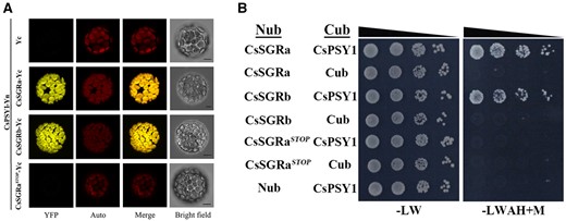 Testing interactions between CsSGRa, CsSGRb, or CsSGRaSTOP with CsPSY1. A, BiFC analysis. Arabidopsis mesophyll protoplasts were co-transformed with genes encoding CsSGRa (CsSGRa-Yc), CsSGRb (CsSGRb-Yc), or CsSGRaSTOP (CsSGRaSTOP-Yc) as C-terminal YFPn fusions and co-transformed with CsPSY1 as an N-terminal YFP fusion (CsPSY1-Yn). As a negative control, Arabidopsis mesophyll protoplasts were co-transformed with the Yc (EV) and CsPSY1-Yn. YFP indicates fluorescence from YFP. Merge indicates the digital addition of the Auto and YFP signals. The chlorophyll autofluorescence (Auto) was used to localize chloroplasts. Bars = 10 μm. B, Y2H analysis. Interactions between either CsSGRa, CsSGRb, or CsSGRaSTOP and CsPSY1 were examined by cotransforming yeast with genes encoding pairs of proteins fused to either the N-terminal (Nub) or C-terminal (Cub) ubiquitin moiety in yeast and spotting transformants onto either nonselective (−LW) or fully selective medium plates with 150 mM Met (−leucine, tryptophan, adenine, and histidine +M) in a series of 10-fold dilutions. EVs expressing Nub and Cub only were used as negative controls.