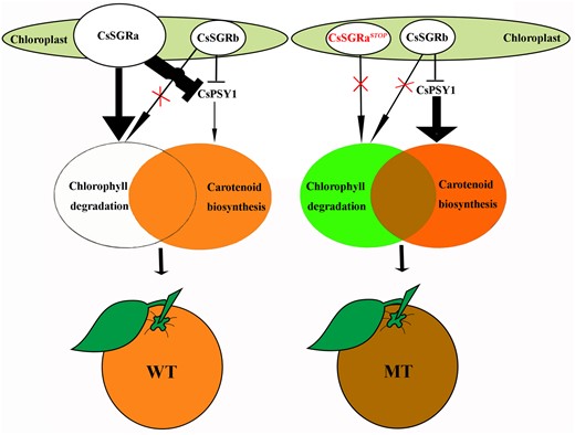 Model for the phenotype of “Zong Cheng”. In WT (left), only CsSGRa can degrade chlorophyll. Both CsSGRa and CsSGRb can inhibit carotenoid biosynthesis by directly binding CsPSY1. The above activities produce an orange flavedo. In MT (right), neither CsSGRaSTOP nor CsSGRb can degrade chlorophyll. Only CsSGRb can inhibit carotenoid biosynthesis by directly binding CsPSY1. The above activities promote the retention of chlorophyll and the hyperaccumulation of carotenoids. Thus, the unique brown-colored flavedo of MT fruits is caused by the combined accumulation of green chlorophylls and orange carotenoids.