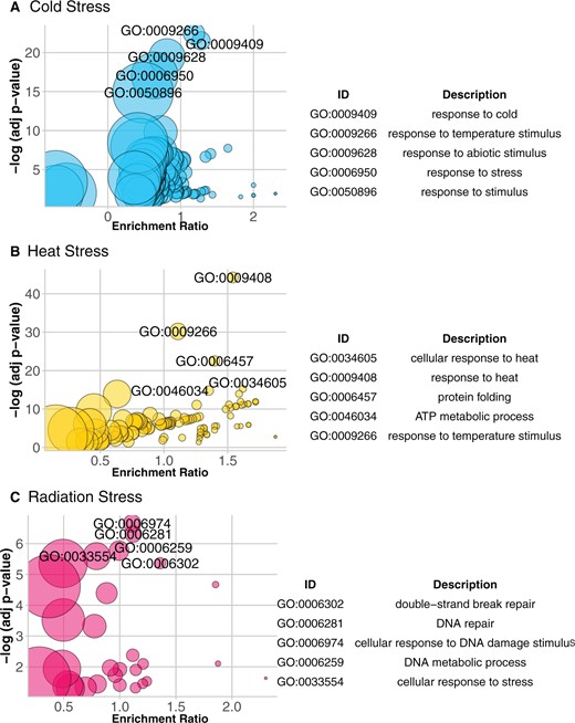 GO analysis of mean stress space. Results of GO analysis on three stress groups are demonstrated using bubble plots: cold stress (A), heat stress (B), and radiation stress (C). A–C, Each enriched GO term is represented by a circle, with adjusted P-values as y-axis and enrichment ratio as x-axis. The size of the circle shows the size of the gene list of the corresponding GO term. Enrichment ratio here means the ratio between the actual number of DEGs and the expected number in each GO group. For each plot, the five most significant GO terms are labeled on the plot and listed in a table beside each plot. Complete set of bubble plots and set of significant GO terms for all 15 stress groups are provided in Supplemental Figures S1–S15. Plots were generated using the GOplot package in R (Walter et al., 2015).
