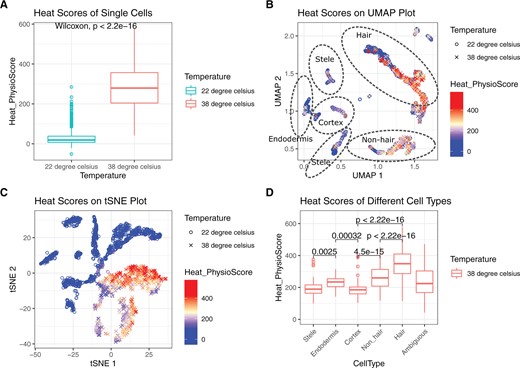 Single-cell analysis results of Plant PhysioSpace. Stress scores were calculated for each cell. A, For demonstrating the outcome, we plotted the heat score of the two big groups of control and stressed. This box plot proves how Plant PhysioSpace could correctly detect and quantify stress response in single-cell data. B and C, We overlaid the heat scores on UMAP and tSNE plots, respectively. D, Boxplot of heat scores, on y-axis, was plotted against different cell types, on x-axis. Cell types on the x-axis are ordered based on the morphological anatomy, starting from inner cell types to outermost cell layers (excluding Ambiguous cells, which come at the end). In the boxplots, Wilcoxon rank-sum test is used for statistical testing, the median is shown with a line inside each box, the lower and upper hinges correspond to the first and third quartiles, the upper whisker extends from the hinge to the largest value no further than 1.5 × IQR from the hinge (where IQR is the inter-quartile range, or distance between the first and third quartiles), the lower whisker extends from the hinge to the smallest value at most 1.5 × IQR of the hinge, and data beyond the end of the whiskers are plotted individually. This figure is generated using ggplot2 package (Wickham, 2016).