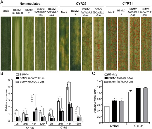 Silencing of TaCht20.2 reduces wheat resistance against Pst infection. A, Mild chlorotic mosaic symptoms were observed on leaves inoculated with BSMV:γ, BSMV:phytoene desaturase (TaPDS)-antisense (as) and BSMV:TaCht20.2-1/2as at 10 dpi. Mock wheat leaves were treated with 1 × FES (viral inoculation buffer). Photos show fourth leaves of TaCht20.2-knockdown plants inoculated with urediospores of the avirulent race CYR23 or the virulent race CYR31. Typical leaves were photographed at 14 dpi. B, Relative expression of TaCht20.2 during the interaction between TaCht20.2-knockdown plants and CYR23 and CYR31. The RT-qPCR values were normalized to those for TaEF-1α and are presented as fold changes relative to those in plants with BSMV:γ treatment at time 0. C, Ratio of fungal to wheat nuclear content determined using the contents of fungal PstEF1 and wheat TaEF-1α genes, respectively. Genomic DNA was extracted from three different plants at 7 dpi. Data are means ± se (n = 3 in B and C) Asterisks indicate significant differences between BSMV:TaCht20.2-1/2as plants and BSMV:γ at the same time points using Student’s t test (*P < 0.05)