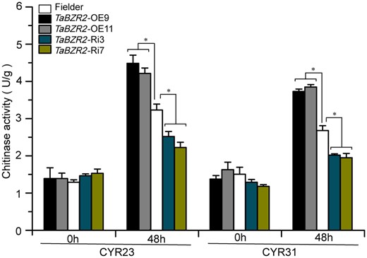 Measure of total chitinase activities in TaBZR2 overexpression (TaBZR2-OE), TaBZR2-RNAi, and Fielder inoculated with CYR23 and CYR31. The Fielder was used as control. The samples used for the assay were collected at 0 h and 48 hpi. U indicates units of enzymes activity. Asterisks indicate significant differences between transformed plants and control at the same time points using Student’s t test (*P < 0.05).