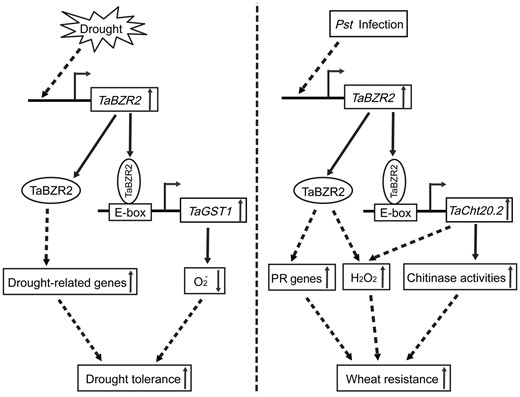 Working model of possible molecular mechanism of brassinazole-resistant 2 (TaBZR2)-mediated resistance and tolerance processes. The concentration of TaBZR2 in plant cells is affected by drought, and it positively regulates glutathione S-transferase 1 gene (TaGST1) expression by binding to the promoter (bent arrow) and activating transcription. As a result, drought-induced O2− content is significantly reduced. Furthermore, TaBZR2 may also increase the expression of drought-related genes through other signaling pathways (Left). After Pst infection, transcription of TaBZR2 is induced and positively regulates expression of TaCht20.2 by binding to its promoter (bent arrow) and activating transcription. As a result, the chitinase activity is increased in vivo. Additionally, TaBZR2 may also increase the expression of pathogenesis-related genes (TaPRs) and increase the H2O2 content through other signaling pathways (Right). In short, TaBZR2 improves wheat tolerance to drought and resistance to Pst infection. The left panel has been reported. Solid arrows indicate direct effects and dotted arrows indicate indirect effects.