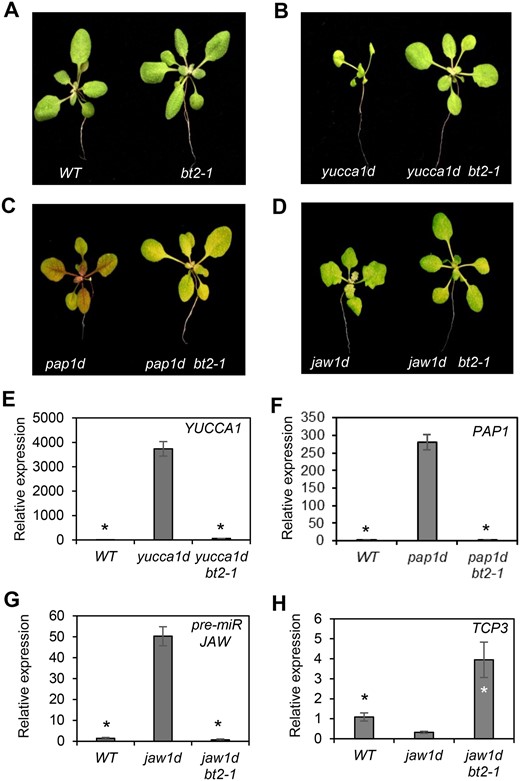 Loss of BT2 suppresses 35S enhancer activation-tagged phenotypes and gene expression. A, WT and bt2-1 phenotypes. B–D, Reversal of activation-tagged phenotypes such as: (B) epinastic leaves of the yucca1d line in yucca1d bt2-1 plants, (C) purple leaves of the pap1d line in pap1d bt2-1 plants, and (D) uneven/jagged leaf shape of the jaw1d line in jaw1d bt2-1 plants. E–H, Expression of (E) YUCCA1, (F) PAP1, (G) precursor of miR-JAW and its target, and (H) TCP3 was determined in the indicated activation-tagged lines and yucca1d bt2-1, pap1d bt2-1, and jaw1d bt2-1 lines. Total RNA was extracted and subjected to RT-qPCR. EIF-4A2 was used to normalize the expression data. Expression values are plotted relative to the WT (set to ∼1). Error bars represent standard error (se) among biological replicates (n = 3). The asterisks represent statistically significant differences between the indicated samples and the respective activation-tagged lines as determined by two-sample t test (P ≤ 0.01).