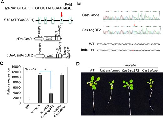 CRISPR–Cas9-mediated gene editing of BT2 in the yucca1d line suppressed YUCCA1 expression and reversed the activation-tagged phenotype. A, Schematic representation of the Arabidopsis BT2 gene; the position of the sgRNA targeting the fourth exon of BT2 is indicated by a red arrow. Green boxes indicate different exons; lines indicate introns, and the sequence of the 20-bp sgRNA and its corresponding protospacer adjacent motif sequence (underlined) is shown on the top. CRISPR-Cas9 binary vectors (pDe-Cas9 alone or with sgBT2) used to transform yucca1d plants are shown in the bottom panels. B, Amplicon sequencing of a homozygous edited line showed a single base insertion in the BT2 target site. C. Expression analysis of YUCCA1 in the WT, yucca1d, and yucca1d transformed with the Cas9-sgBT2 or Cas9 constructs showed suppression of YUCCA1 expression in the BT2-edited line, but not in the transformant containing Cas9 alone. EIF-4A2 was used to normalize the expression data. Expression values are plotted relative to the WT (set to ∼1). Error bars represent se among biological replicates (n = 3). The asterisks represent statistically significant differences between the indicated samples and the yucca1d line as determined by two-sample t test (P ≤ 0.01). D, Phenotypic analysis showed reversal of the high-auxin phenotypes in the BT2-edited line, which correspond with the lower YUCCA1 levels, when compared to the yucca1d line or the yucca1d line transformed with Cas9 alone.