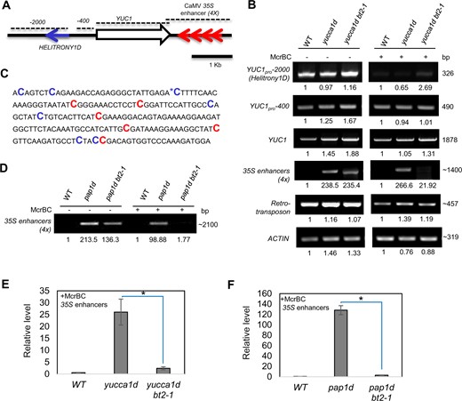 Loss of BT2 results in hypermethylation of 35S enhancers in the activation-tagged lines. A, The YUCCA1 locus in the yucca1d line. 35S enhancers are indicated as red arrows. Dotted lines represent regions of DNA subjected to McrBC-PCR analysis. B, McrBC-sensitive PCR analysis of the YUCCA1 locus in WT, yucca1d, and yucca1d bt2-1 plants. (−) and (+) represent mock and McrBC digestion, respectively. With this assay, unmethylated DNA regions are amplified by PCR and can be visualized as a single fragment, while methylated DNA regions are sensitive to digestion by the McrBC endonuclease; hence, their amplification is greatly reduced or eliminated. Note: The lack of amplification of the 35S enhancer (4×)-spanning region in WT samples is because they do not have any 35S enhancers, and as such are not linked to the methylation status. A retrotransposon and ACTIN genomic regions were amplified to serve as positive and negative controls for methylated and unmethylated DNA loci, respectively. C, 35S enhancer methylation status as determined by bisulfite sequencing in the yucca1d bt2-1 line. Methylated CpGs and non-CpGs are highlighted in red and blue font, respectively. The asterisk represents mC also observed in the yucca1d line. D, McrBC-sensitive PCR analysis of 35S enhancers in the pap1d and pap1d bt2-1 lines. ImageJ was used to quantify the intensity of the PCR products in B and D, and the values shown are relative to the WT (set to 1). E and F, Quantitative (q) PCR estimation of McrBC-treated 35S enhancers. In an independent experiment, genomic DNA of WT, yucca1d, yucca1d bt2-1, pap1d, pap1d bt2-1 lines were subjected to McrBC digestion, followed by qPCR-based amplification of 35S enhancers. Unmethylated ACTIN was used to normalize the qPCR data and 35S enhancer amplicon levels were plotted relative to the WT (set to ∼1). The asterisks represent statistically significant differences between the indicated samples and the yucca1d line as determined by two-sample t test (P ≤ 0.01).