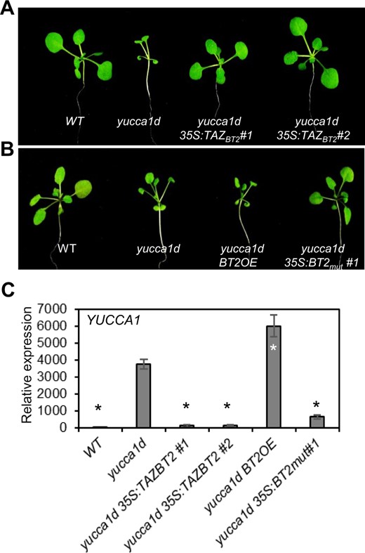 The TAZ domain and the CaMBD are required for BT2 function and 35S enhancer activity. Suppression of activation-tagged phenotypes by (A) overexpression of TAZBT2, and (B) overexpression of BT2mut in the yucca1d line. C, YUCCA1 expression in yucca1d, yucca1d 35S:TAZBT2, and yucca1d 35S:BT2mut lines. Total RNA was extracted and subjected to RT-qPCR. EIF-4A2 was used to normalize the expression data. Expression values are plotted relative to the WT line (set to ∼1). Error bars represent se among biological replicates (n = 3). The asterisks represent statistically significant differences between the indicated samples and the yucca1d line as determined by two-sample t test (P ≤ 0.01).