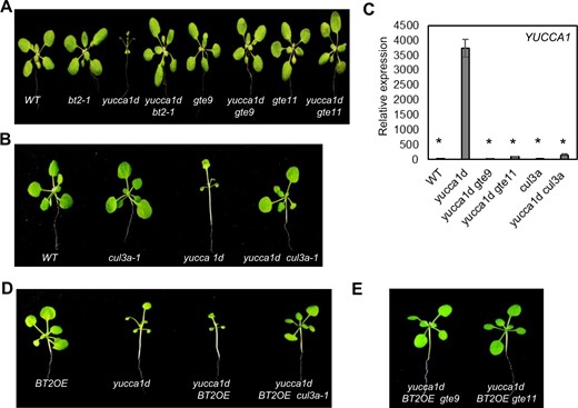 GTE9, GTE11, and CULLIN3 are required for BT2 function and 35S enhancer activation. Suppression of the yucca1d phenotypes (A, B) and YUCCA1 expression (C) in yucca1d gte9, yucca1d gte11, and yucca1d cul3a-1 lines. Total RNA was extracted and subjected to RT-qPCR. EIF-4A2 was used to normalize the expression data. Expression values are plotted relative to the WT line (set to ∼1). Error bars represent se among biological replicates (n = 3). The asterisks represent statistically significant differences between the indicated samples and the yucca1d line as determined by two-sample t test (P ≤ 0.01). Reversal of the exacerbated phenotypes of the yucca1d BT2OE line in (D) the yucca1d BT2OE cul3a-1 lines, and (E) the yucca1d BT2OE gte9 and yucca1d BT2OE gte11 lines.