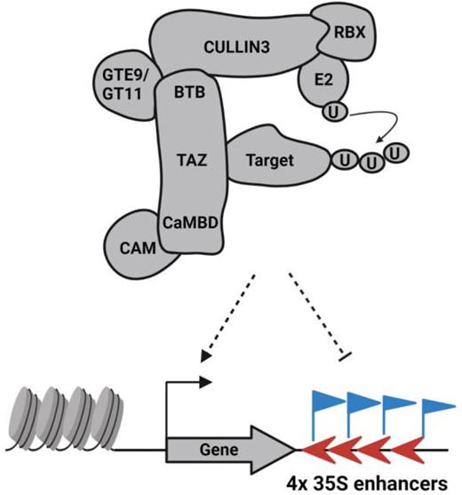 Hypothetical model for regulation of multimerized 35S enhancers by the BT2 complex. BT2 assembles into a functional complex that contains GTE9, GTE11, and CULLIN3. The other components of the ubiquitin ligase complex include UBIQUITIN (U), a UBIQUITIN conjugating enzyme (E2), a RING-box protein (RBX) that interact with CULLIN3, and CALMODULIN (CAM) protein that interacts with BT2 at the C-terminus. As a putative ubiquitin ligase, BT2 may interact with and mark transcriptional regulators (target) for destruction by polyubiquitination or activation by monoubiquitination, leading to reduced methylation of multimerized 35S enhancers, and consequently potentiating their transcriptional activity. 35S enhancers are indicated by red arrowheads. Blue flags indicate DNA methylation marks. Chromatin and gene sequences are colored gray. Figures are not scaled to molecular weights of proteins and were created with BioRender.com.