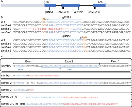 samba mutants obtained through CRISPR/Cas9 gene editing. A, Structural representation of the maize SAMBA gene showing the target sites of the two gRNAs. B, The gRNA sequences (blue), PAM (orange), and mutation sites (red) of samba alleles. C, The amino acid sequences of SAMBA WT and putative samba mutant isoforms from translation re-initiation (TRI). SAMBA homology region 1 (SHR1) and SHR2, as defined by Eloy et al. (2012) are marked in green and the missense AAs are indicated in red. SAMBA-qF and SAMBA-qR indicate the position of the forward and reverse primers, respectively, used for SAMBA RT-qPCR. Asterisk represents a stop codon.