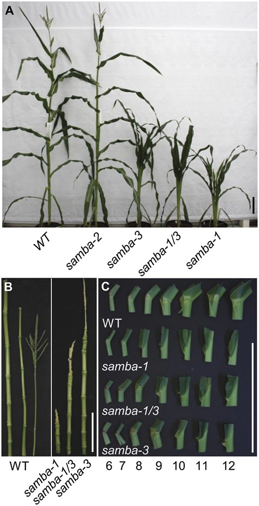 Overview of the phenotypes of the WT and samba mutant plants. A, WT and samba mutant plants grown in the greenhouse 70 d after sowing. The internodes (B) and ligule morphology (C) of WT plant and samba mutants from leaf 6 to leaf 12. Scale bars = 20 cm.