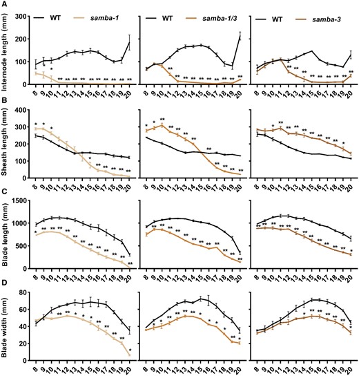 Quantification of the phenotypes of phenotypes of the WT and samba mutant plants. Quantification of internode (A), leaf sheath (B) and blade (C) length and blade width (D) of samba mutants in comparison to the WT. Error bars represent standard error and significant differences were determined using Student’s t test: *P < 0.05, **P < 0.01 (n ≥ 3).