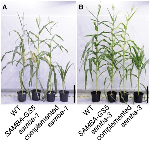 Complementation of the samba mutant plants by introducing SAMBA-GS5. Plant phenotype of the WT, SAMBA-GS5, samba complemented plants and samba-1 (A), or samba-3 (B). Bars = 50 cm.