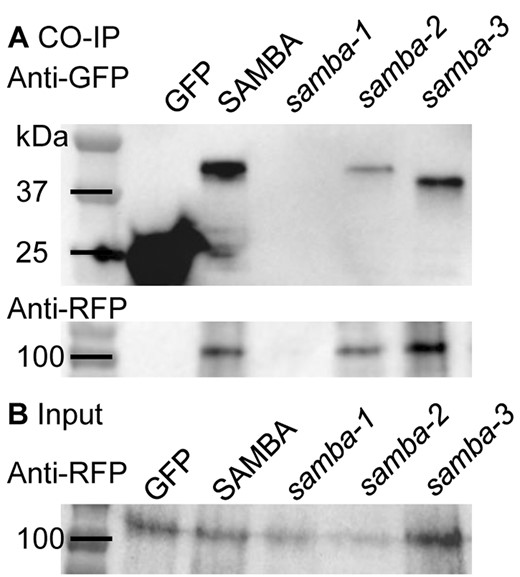 Co-IP results of C-terminally YFP-tagged WT SAMBA and samba alleles with C-terminally RFP-tagged APC3. Co-IP (A) and input of the extracted whole proteins (B).