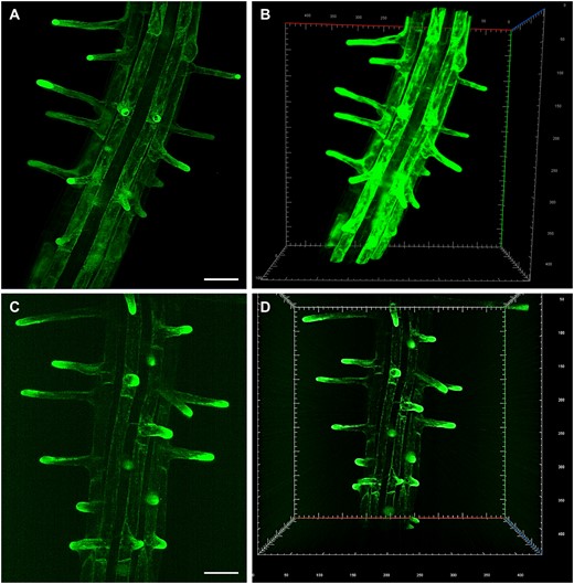 LSFM of transgenic Arabidopsis plants carrying genetically encoded molecular markers, which are developmentally and subcellularly regulated during root hair development. A and B, ANNEXIN1-GFP (ANN1-GFP) as a cytosolic marker. C and D, GFP-ROOT HAIR DEFECTIVE 2 (GFP-RHD2) as endosomal and apical PM marker. Specific subcellular distribution in root hair formation zone and tip-focused accumulation in growing root hairs of both markers is visualized in 2D maximum intensity projections (A, Supplemental Video S1; C, Supplemental Video S3) and 3D volumetric renderings (B, Supplemental Video S2; D, Supplemental Video S4). Bar = 50 µm (A, C). Gridline spacing = 10 µm (B, D). Imaging: (A–D) W Plan-Apochromat 20×/1.0 NA, 488 nm excitation at 2% of relative laser power level, BP505–545 detection encompassing the emission maximum of GFP (509 nm), light sheet thickness 4.52 µm, z-stacks of 0.48 µm/plane, encompassing the volume of 438.69 × 438.69 × 152.08 µm (x × y × z) in (A, B) and 438.69 × 438.69 × 229.79 µm (x × y × z) in (C, D).