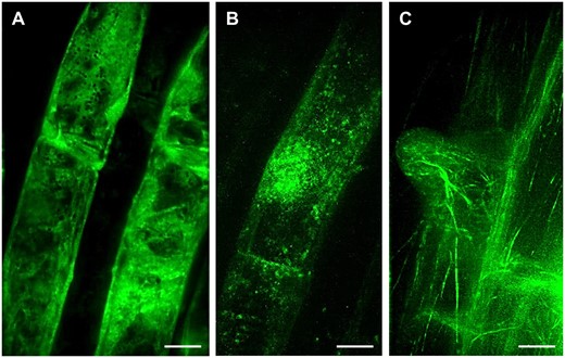 Lattice LSFM of transgenic Arabidopsis plants carrying diverse genetically encoded molecular markers which are developmentally and subcellularly regulated in bulging trichoblasts and in outgrowing root hairs. A, ANN1-GFP as a cytosolic marker, (B, Supplemental Video S5) GFP-RHD2 as endosomal and apical PM marker and (C) GFP-FABD2 as actin cytoskeleton marker. Bar = 10 µm (A–C). Imaging: W Plan-Apochromat 25×/1.1 NA, excitation at 488 nm at 75% relative laser power, detection with BP520/30 (a bandpass filter transmitting an emission from 505 to 535 nm), the pixel size 104 nm/pixel, z-stacks of 0.5 µm/plane, encompassing the volume of ∼50.5 µm, exposure time 50 ms, and full stack acquisition 5.3 s.