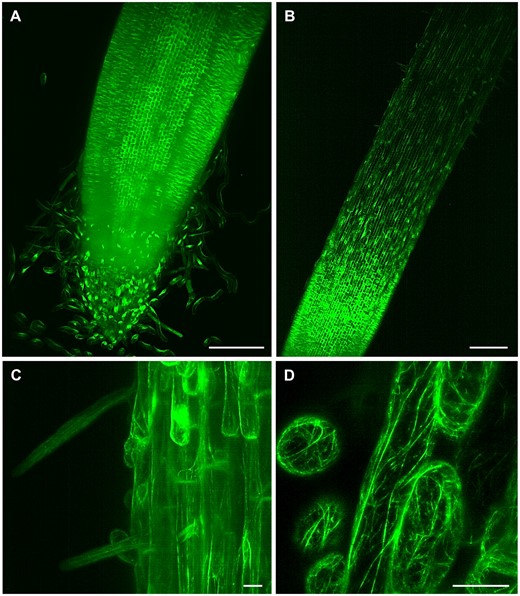 LSFM of transgenic barley plants with actin cytoskeleton visualized by GFP-FABD2-GFP marker. A, Root apex with root cap and separating border cells, (B, Supplemental Video S10) root elongation and differentiation zone, (C) epidermis with developing root hairs, and (D, Supplemental Video S11) detail on actin filaments in root epidermal cells. Bar = 200 µm (A, B) and 20 µm (C, D). Imaging: W Plan-Apochromat 10×/0.5 NA (B) and W Plan-Apochromat 20×/1.0 NA (A, C and D), 488 nm excitation at 5% (A and B, D) and 10% (C) of relative laser power level, BP505–545 detection, light sheet thickness 6.36 µm (A and B), 4.52 µm (C) and 2.61 µm (D), z-stacks of 1.11 (A), 2.52 (B), 0.48 (C), and 0.45 (D) µm/plane, encompassing the volume of 1217.95 × 1217.95 × 585.76 µm (x × y × z) in (A), 1753.85 × 1753.85 × 567.31 µm (x × y × z) in (B), 438.46 × 438.46 × 160.18 µm (x × y × z) in (C) and 146.00 × 146.00 × 23.01 µm (x × y × z) in (D).