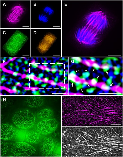 Super-resolution imaging applications in plants. A–E, Multicolor SIM fluorescent localization of (A) Alexa Fluor 647-labeled MTs, (B) DAPI-labeled chromosomes, (C) Alexa Fluor 488-labeled γ-tubulin, and (D) Alexa Fluor 546-labeled pERK species in a barley anaphase root tip cell. E, Magnified overlay of A and B. F and G, Immunofluorescence SIM colocalization of cortical MTs (magenta), PLDα1-YFP (green), and clathrin (blue) in Arabidopsis root cells. Boxed area in (F) is shown magnified in (G). Arrows indicate PLDα1-YFP spot-like structures in close contact with cortical MTs and individual clathrin-coated pits and vesicles. H, Live SIM imaging of GFP-MBD labeled cortical MTs of alfalfa pavement leaf cells after application of perfluorodecalin. I and J, PALM visualization of the MT-associated protein MAP65-2 fused to (I) mEos3.2 and (J) the respective HiLO widefield image. Bar = 10 µm (H), 5 µm (A–E), and 1 µm (F, G, I, and J). Imaging: Oil Plan-Apochromat 63×/1.4 NA (A–I), 405 nm at 6.5% for DAPI excitation (A–E) and 5.0% for photoconversion of mEos3.2 (I–J), 488 nm at 3.5% (A–E), 2% (F–H) and 2% for excitation of non-converted mEos3.2 (I–J), 561 nm at 2.8% (A–E), 2% (F and G) and 100% for excitation of photoconverted mEos3.2 (I–J), 642 nm at 3% (A–E), and 2% (F and G), signal detection with BP420–480+LP750 for DAPI (A–E), BP 495–550 + LP 750 for Alexa Fluor 488 (A–G) and for GFP (H), BP 570–620 + LP 750 for Alexa Fluor 546 (A–G), LP 655 for Alexa Fluor 647 (A–G), a combination of BP 420–480 + BP 570–640 + LP 740 for PALM visualization (I–J), five rotations, and five phase shifts for SIM (A–H).