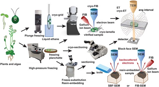 Overview of workflow and methods to image plant and algal material by 3D EM. Relatively small samples (single cells such as Chlamydomonas or isolated organelles) can be vitrified by plunge-freezing directly on EM-grids. If they are too thick (>300 nm) to be imaged directly by cryo-ET, they are milled by cryo-FIB to obtain thinner cryo-lamellae. Larger cells and excised pieces of multicellular tissues and organs are frozen under high pressure in a high-pressure freezer. The resulting vitrified samples can be sectioned by cryo-ultramicrotomy, milled by cryo-FIB, and imaged by cryo-ET or freeze-substituted and resin-embedded. Once embedded in resin, samples can be sectioned in an ultramicrotome, stained with heavy metals, and imaged by ET or serial block-face SEM, either using a knife for layer removal (SBF-SEM) or a focused ion beam (FIB-SEM).